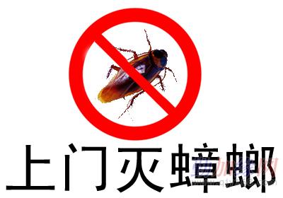 蟑螂的危害